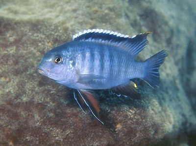 Tropheops sp. 'chilumba' Katale Island